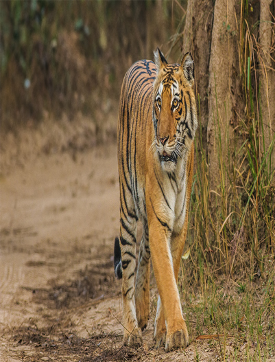 Jim Corbett-Jim Corbett